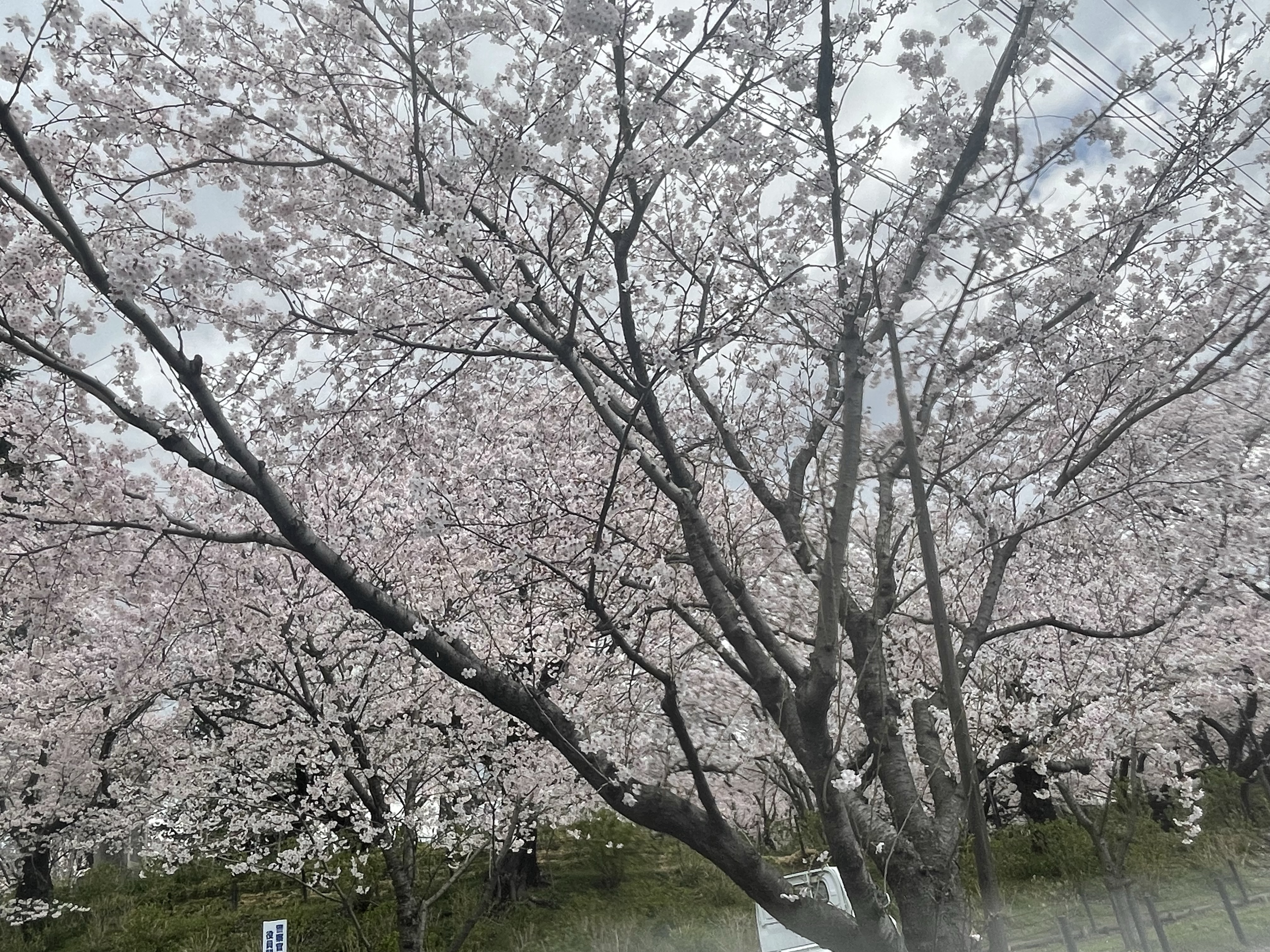 桜が満開で綺麗でした。